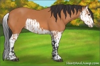 Horse Color:Bay Splash Frame and Bay Splash