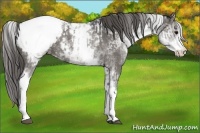 Horse Color:White Spotted Grullo Appaloosa Rabicano  and White Spotted Grullo Appaloosa Rabicano 