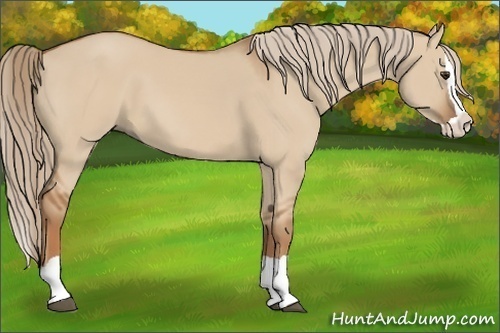Horse Color:Red Dun Splash 