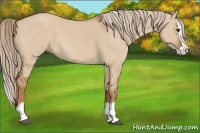 Horse Color:Red Dun Splash 