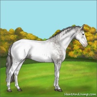 Horse Color:Platinum White Spotted Grullo Appaloosa Rabicano  and White Spotted Grullo Splash Appaloosa Rabicano 