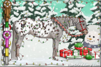 Horse Color:Liver Chestnut Appaloosa 