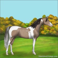 Horse Color:Classic Champagne Tobiano