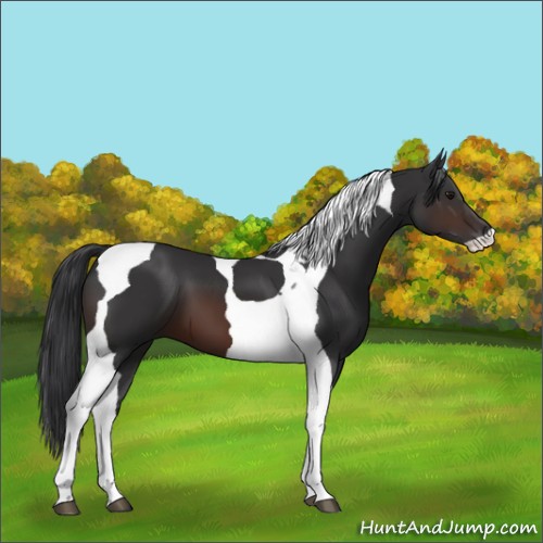 Horse Color:Brown Tobiano 