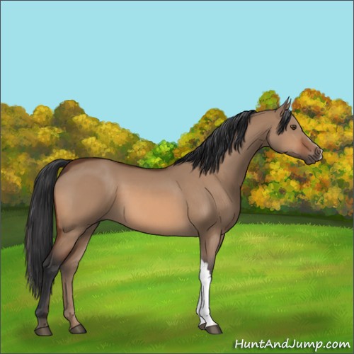 Horse Color:Brown Dun 