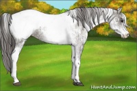 Horse Color:White Spotted Grullo Appaloosa Rabicano  and White Spotted Grullo Appaloosa Rabicano 