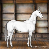 Horse Color:White Spotted Grullo Appaloosa Rabicano  and White Spotted Grullo Appaloosa Rabicano 