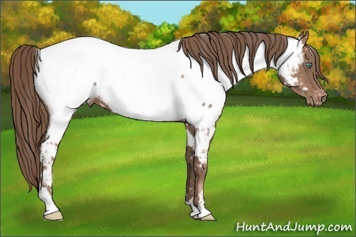 Horse Color:White Spotted Black Pearl Appaloosa 
