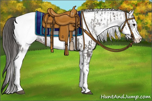 Horse Color:White Spotted Grullo Snowcap Rabicano and White Spotted Grullo Snowcap Rabicano