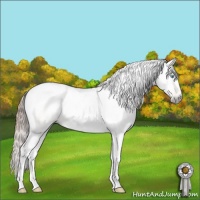 Horse Color:Gray Buckskin Pearl Dun Tobiano Appaloosa 