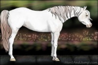 Horse Color:Platinum White Spotted Classic Champagne Dun Appaloosa Rabicano  and White Spotted Classic Champagne Dun Frame Appaloosa Rabicano 