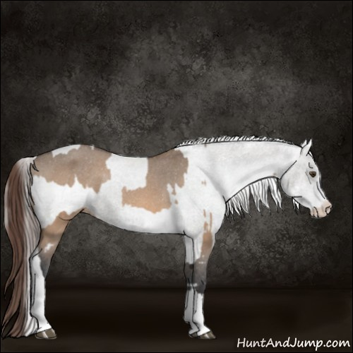 Horse Color:Brown Dun Varnish Rabicano  and White Spotted Grullo Varnish 