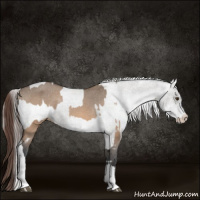 Horse Color:Brown Dun Appaloosa Rabicano and White Spotted Grullo Appaloosa