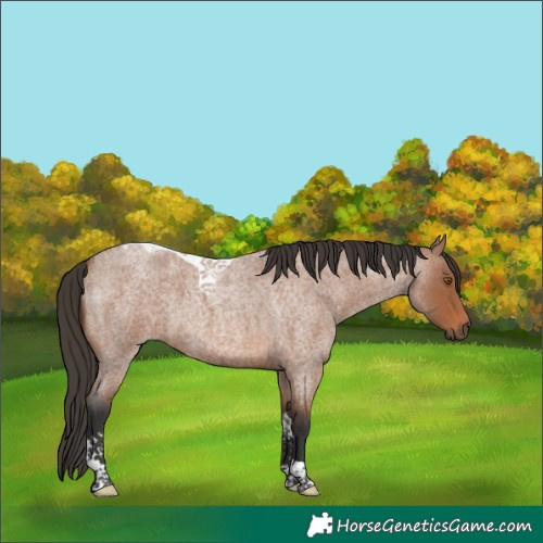 Horse Color:Bay Roan Tobiano 