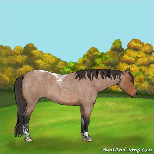 Horse Color:Bay Roan Tobiano 