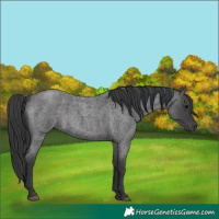 Horse Color:Blue Roan 