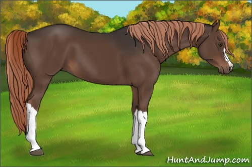 Horse Color:Liver Chestnut 