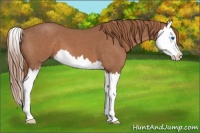 Horse Color:Red Roan Splash 