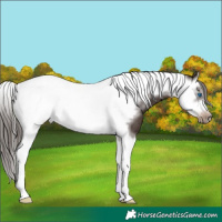 Horse Color:Liver Chestnut Splash Tobiano Frame Rabicano