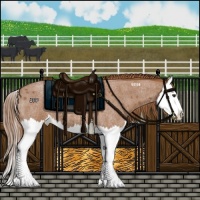 Horse Color:Red Roan Splash