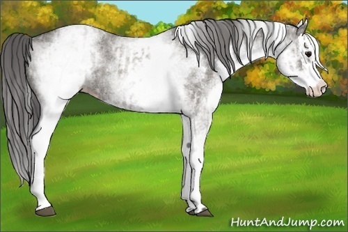 Horse Color:White Spotted Grullo Appaloosa Rabicano and White Spotted Grullo Splash Appaloosa Rabicano