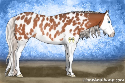 Horse Color:Silver Brown Splash Appaloosa Rabicano 