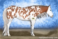 Horse Color:Silver Brown Splash Appaloosa Rabicano 