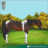 Horse Color:Brown Tobiano 