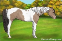Horse Color:Classic Champagne Tobiano 