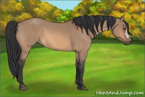 Horse Color:Brown Dun