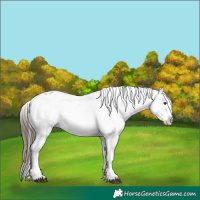 Horse Color:White Spotted Liver Red Roan Appaloosa 