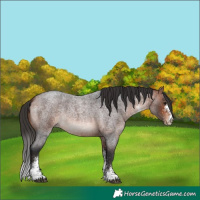 Horse Color:White Spotted Brown Roan 