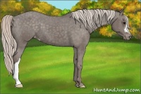 Horse Color:Silver Black Appaloosa 