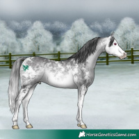 Horse Color:Buckskin Chinchilla Sabino Rabicano