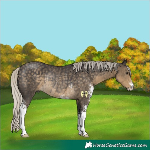 Horse Color:Silver Smoky Black Sabino Rabicano 
