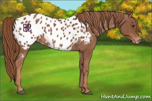 Horse Color:Chestnut Appaloosa 