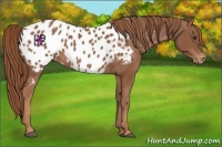 Horse Color:Chestnut Appaloosa