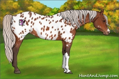 Horse Color:Silver Bay Appaloosa 