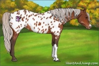 Horse Color:Silver Bay Near Leopard 