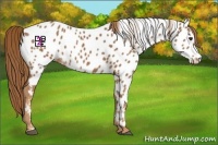 Horse Color:Chestnut Near Leopard 