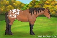 Horse Color:Bay Appaloosa