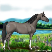 Horse Color:Grullo 