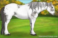 Horse Color:White Spotted Grullo Appaloosa Rabicano  and White Spotted Grullo Frame Appaloosa Rabicano 