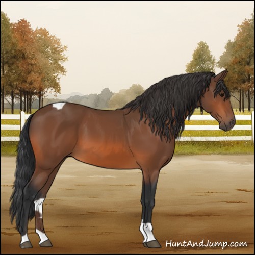 Horse Color:Bay Tobiano 