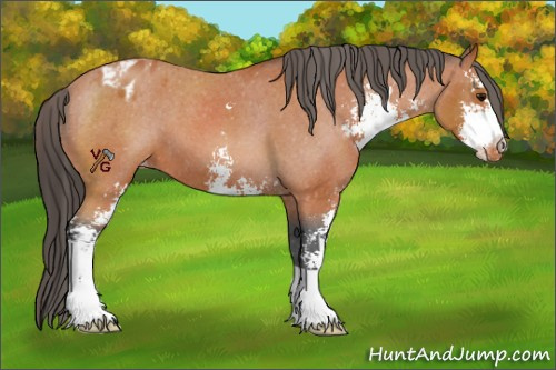 Horse Color:Brown Sabino Appaloosa 
