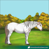 Horse Color:White Spotted Bay Frame Appaloosa Rabicano  and White Spotted Bay Dun Frame Appaloosa Rabicano 