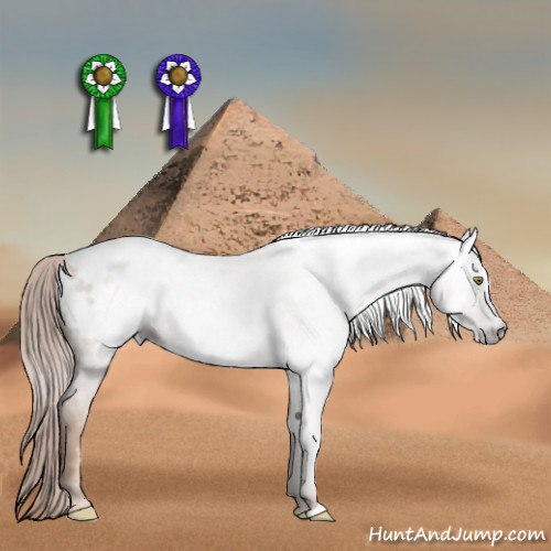 Horse Color:Gray Gold Champagne Roan Appaloosa 
