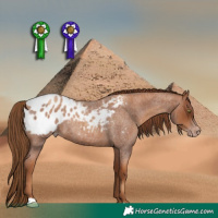 Horse Color:Gray Gold Champagne Roan Appaloosa 