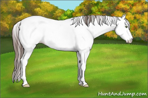 Horse Color:White Spotted Amber Champagne Frame Appaloosa Rabicano  and White Spotted Sable Champagne Frame Appaloosa Rabicano 