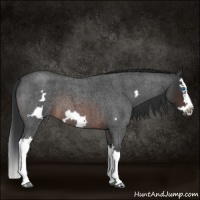 Horse Color:Brown Roan Splash Frame